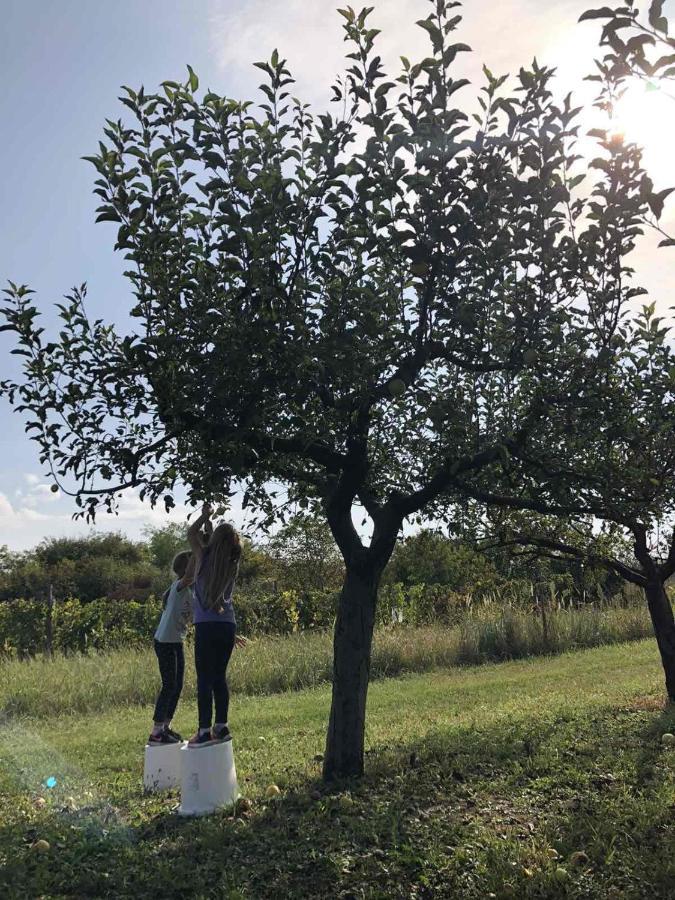 Baranja Black Hill'S Gajic Exteriér fotografie